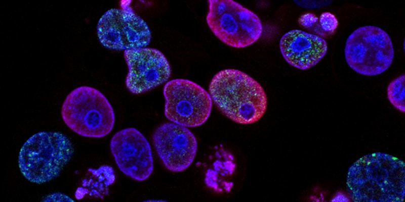 Akkermansia: The Intelligent Microbiome That Protects You After 50