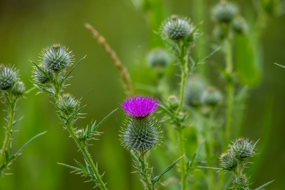 5 Benefits That probably did not know the Milk Thistle
