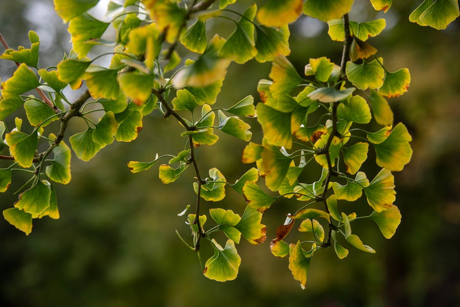 Beneficios del Ginkgo Biloba