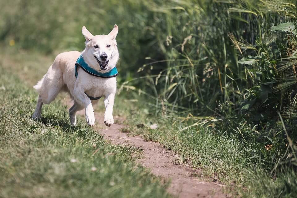 Los perros pueden reducir el riesgo de enfermedades del corazón