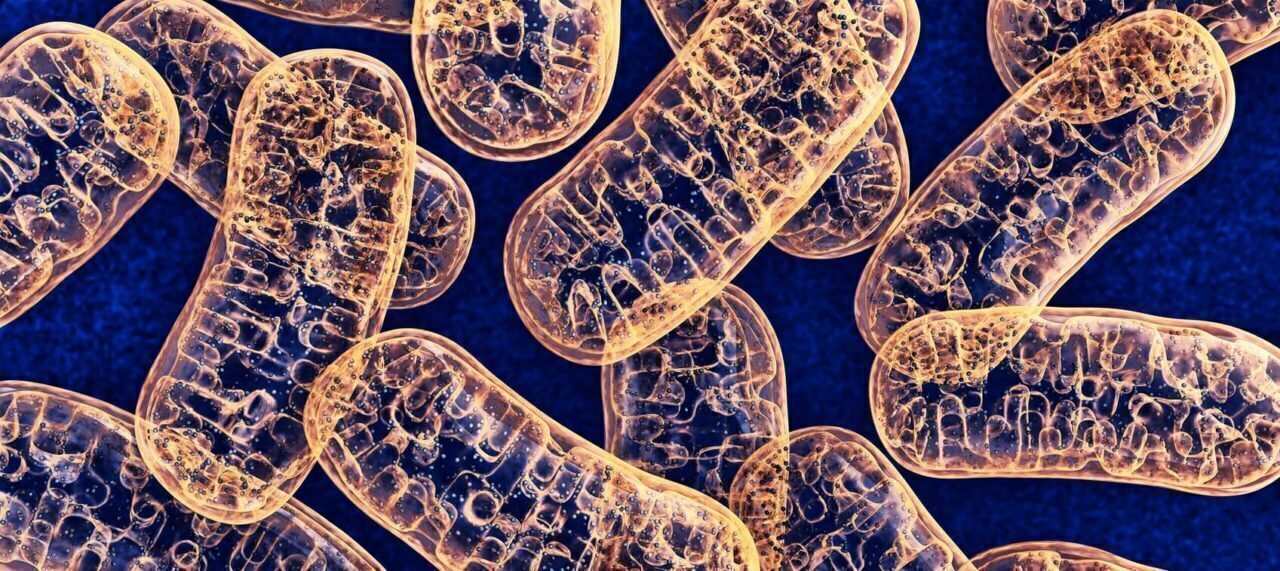 PPQ the latest for formation of new Mitocondria