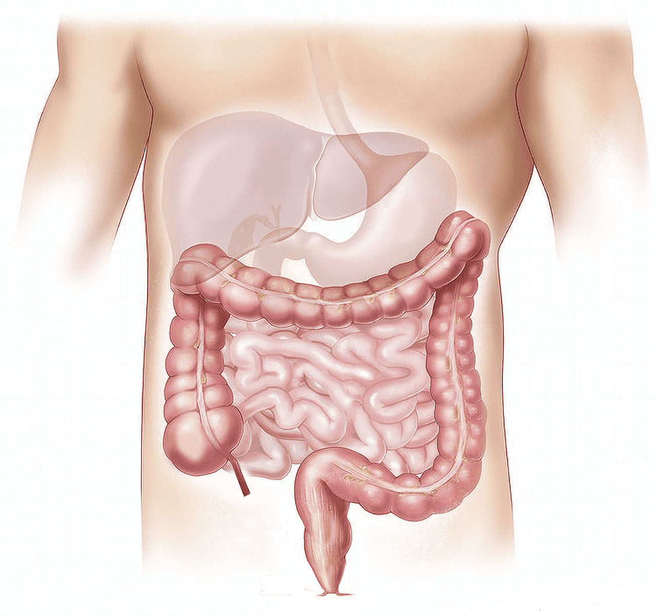 ¿Qué relación hay entre los antibióticos y la microbiota intestinal?