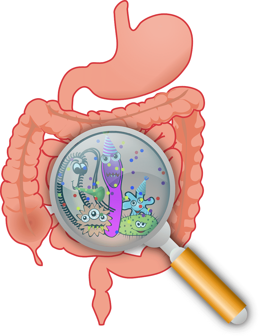 Microbiota intestinal y antibióticos