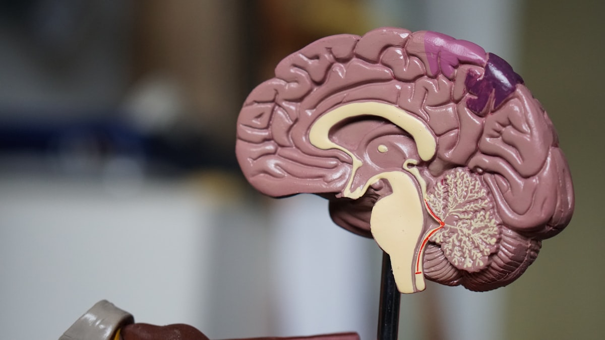 Homocisteína y BDNF: Los Biomarcadores del Envejecimiento que tu Médico No Mide