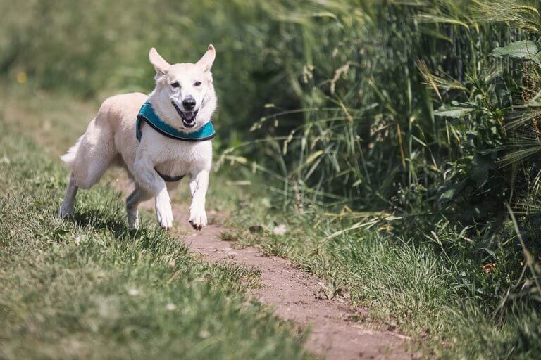 perros pueden reducir el riesgo de enfermedades del corazon