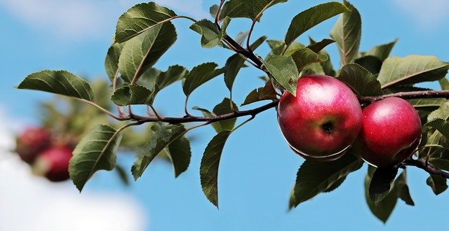 manzana tiene fitoestrógenos