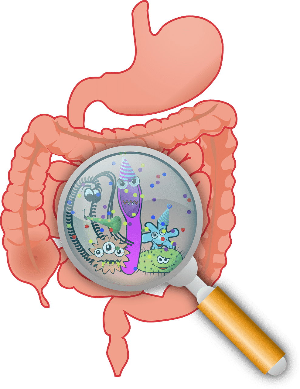 Microbiota intestinal y antibióticos.