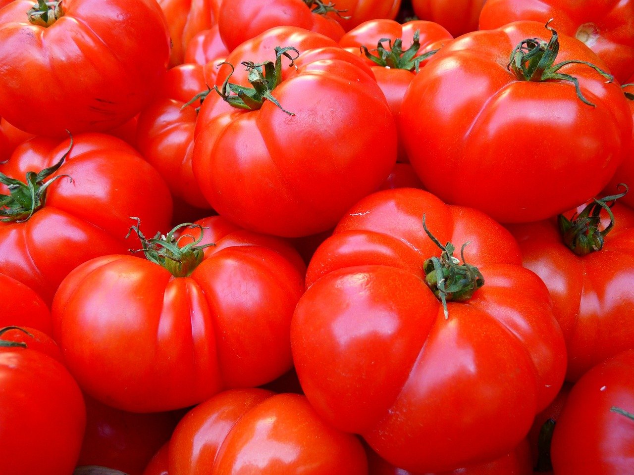 Tomates ricos en licopeno y antioxidantes.