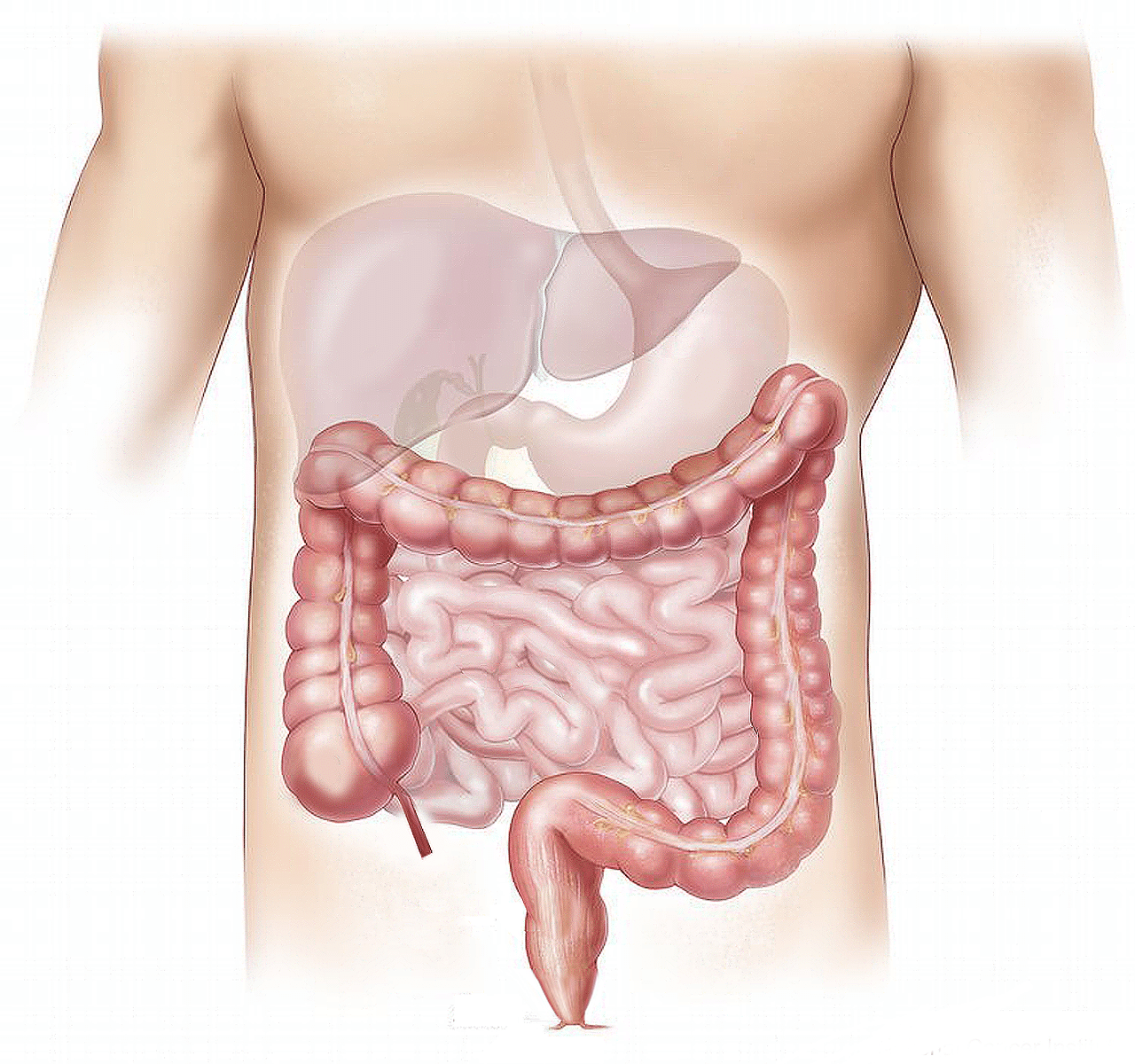 Sistema digestivo afectado por micotoxinas.