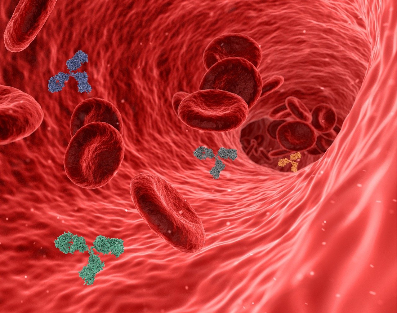 Arterias por dentro ante la terapia de quelación con EDTA para el corazón.